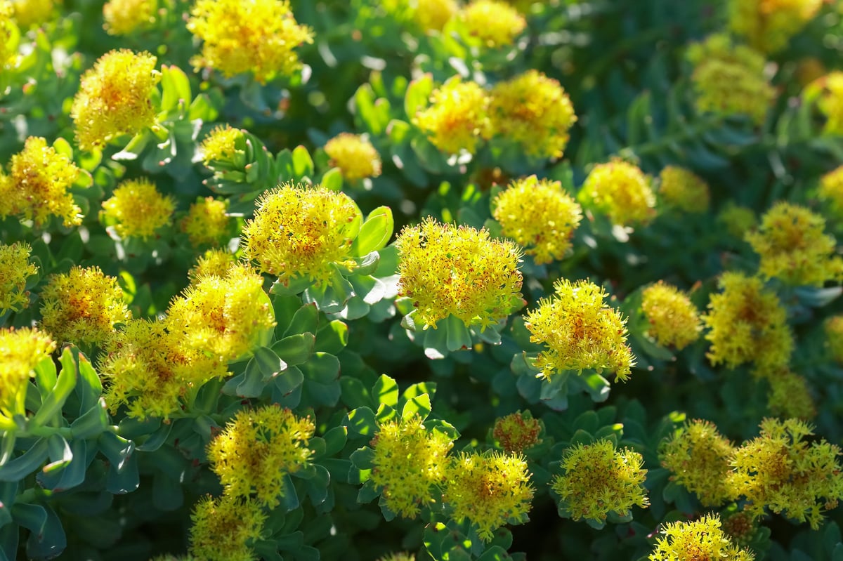 Blooming medical yellow plant Rosenroot (Rhodiola Rosea)